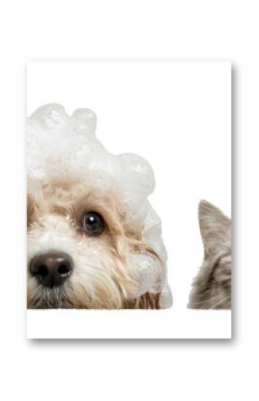 Adorable dog and cat with fluffy soap suds on their heads, isolated on white background, perfect for pet grooming concepts.