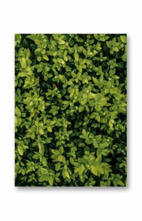 Top view of dense green shrub with fresh leaves and tiny raindrops. Lush natural background with vibrant foliage texture