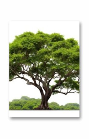 Tree forest plant white background.