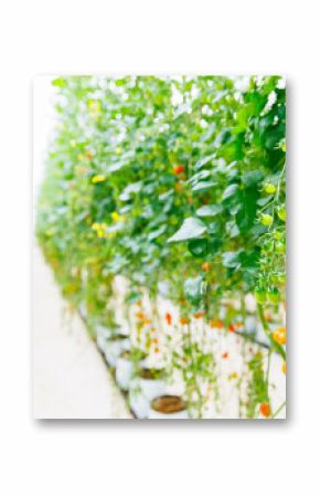 Baby red tomatoes ripen on hanging stems in eco greenhouse with drip irrigation system