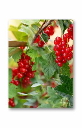 Hands harvesting red currants in the garden. Male hands cutting fresh red currants from a bush with scissors. Sunny horizontal close-up with bokeh.