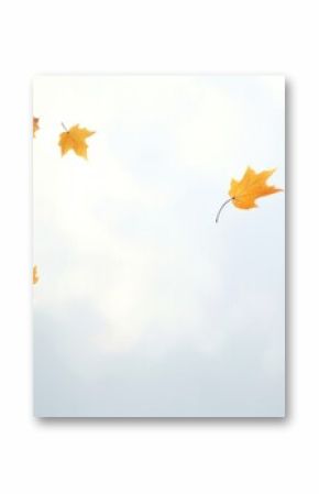 Autumn leaves backgrounds plant maple.