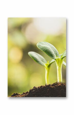 Young green seedlings sprouting from rich soil under soft morning light, representing growth, hope, and new life.