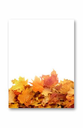  Falling autumn maple leaves isolated on transparent background