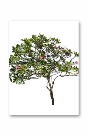 lush frangipani tree isolated