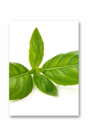 Fresh Basil, Ocimum basilicum Leaves, isolated on white background