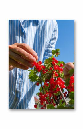 Adult harvesting ripe red currants on a sunny day
