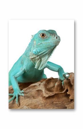 Blue Iguana closeup on  wood, Blue Iguana "Grand Cayman Blue Iguana Cyclura Lewisi 