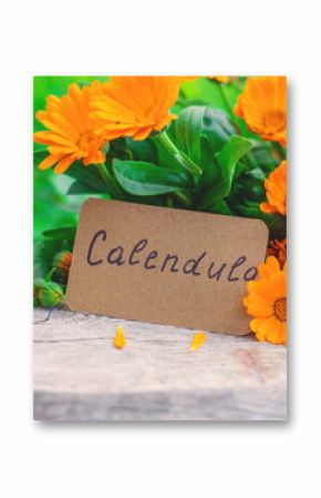 medicinal plant calendula homeopathy. Selective focus.