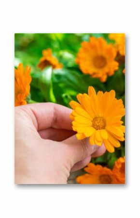 medicinal plant calendula homeopathy. Selective focus.