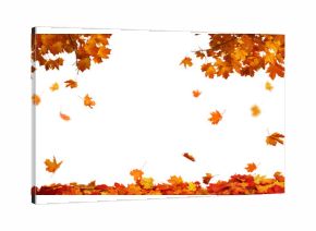  Isolated foliage. Maple autumn leaves. Fall leaf branch 