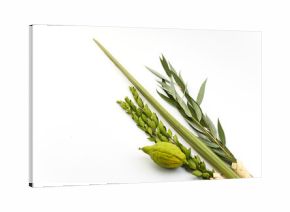 Jewish Sukkot Symbols. Traditional Sukkot symbols, including etrog and lulav