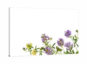 Twigs of purple and yellow yellow, flowers and green leaves of lucerne (Medicago) in a corner arrangement isolated on white or transparent background