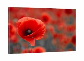 World War remembrance day. Red poppy is symbol of remembrance to those fallen in war