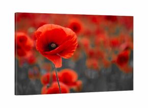 World War remembrance day. Red poppy is symbol of remembrance to those fallen in war