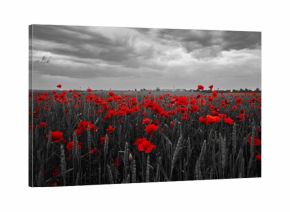 World War remembrance day. Red poppies in the field. Background imagery for remembrance or armistice day