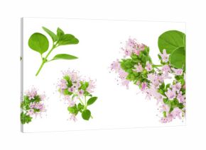 blooming oregano isolated on white background. Top view. Flat lay