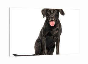Black labrador retriever sitting and panting on white background