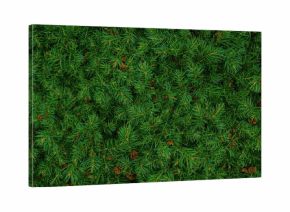 Green thorny branches of a real Christmas tree, suitable for festive decoration