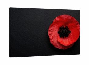 The remembrance poppy, a symbol of sacrifice, suitable for Memorial Day and similar observances
