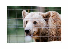 A close-up shows a Syrian brown bear's face with its light fur and curious dark eyes, peering out from behind the metal fence of its enclosure at a wildlife sanctuary