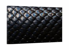 Snakeskin scales. Exotic reptilian pattern. Macro close-up scaly snake skin. Snake scale pattern. Black snake scales. Leathery snake texture. Snakes scales detailed reptilian texture.