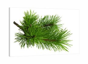Green fresh pine twig isolated on white or transparent background