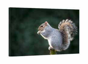 Grey squirrel eating nut on a tree branch