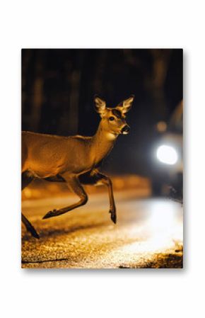 Deer runs across the street in front of a car at night