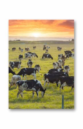 Herd of dairy cattle grazing in pasture field. Milk cows on green farm grassland in Florida