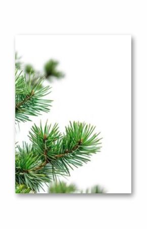 Pine tree border plant backgrounds nature.