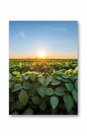 Golden sunset skies over a vibrant, green soybean crop field