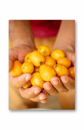 Hands holding ripe yellow loquats.