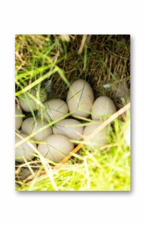 Nest of White Eggs in Green Grass