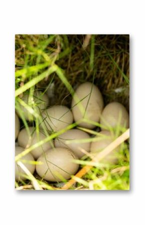 Nest with Eggs Amidst Green Grass