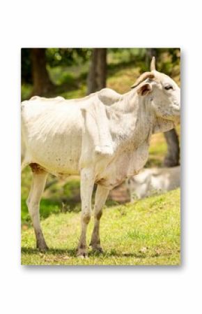 White cow standing on grass in a sunny field.