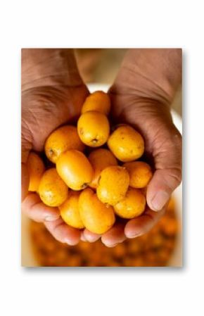 Hands holding ripe yellow loquats