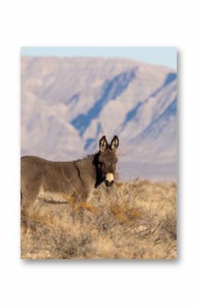 Wild Burro in Winter in the Nevada Desert
