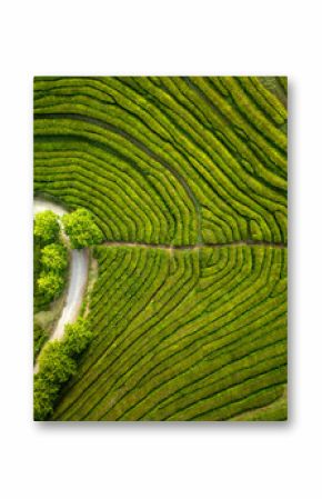 Aerial view of Cha Gorreana tea plantation on Azores. Texture of repeating rows of tea bushes as seen from above. No people in the scene.