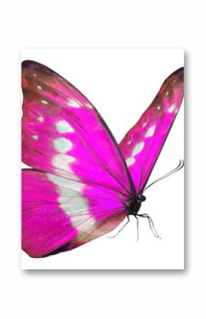 Beautiful​ pink butterfly on white​ ​background
