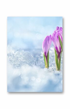 Crocuses - blooming purple flowers making their way from under the snow in early spring, closeup with space for text