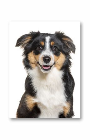 Head shot of a Happy tri-color Mongrel dog looking at the camera, isolated on white