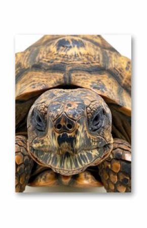 Direct frontal view of a tortoise with detailed shell patterns and focused eyes.