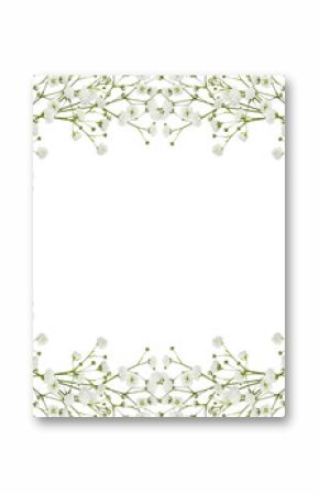 Gypsophila flowers in a floral frame isolated on white or transparent background