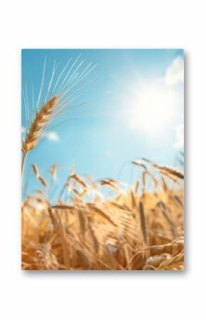 Field of wheat under sun
