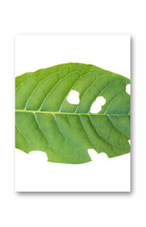 leaf with holes isolated on transparent background. Green leaves are eaten by worms or pests