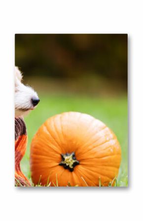 Cute dog wearing scarf, sitting in the grass next to a pumpkin in autumn. Halloween, thanksgiving holiday background.