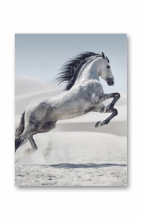 Zdjęcie przedstawiające galopującego białego konia