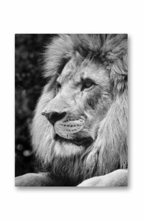 Silny kontrast czerni i bieli samca lwa w królewskiej pozie