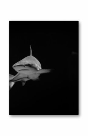 White shark in the dark